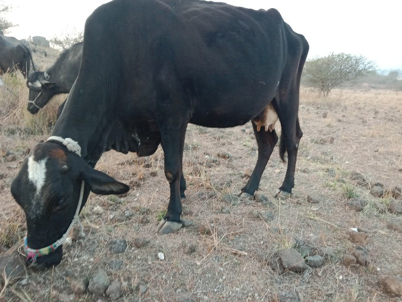 ગાય વેચવાની ગાભ...