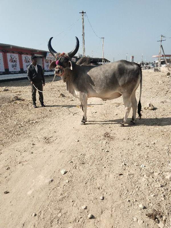 બળદ વેચવાનો છે