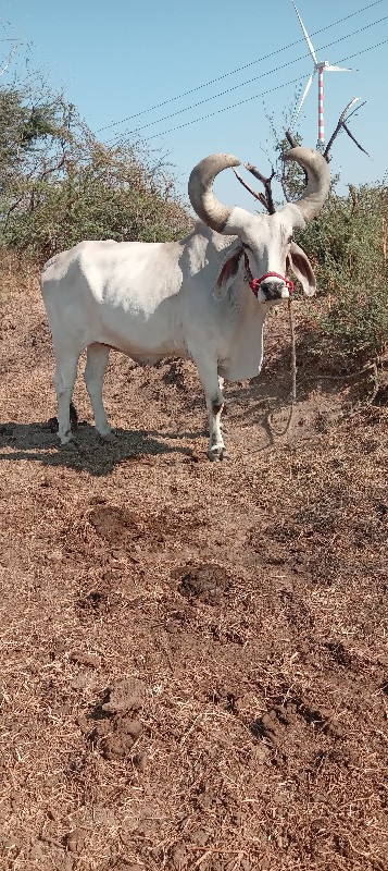 બણધ