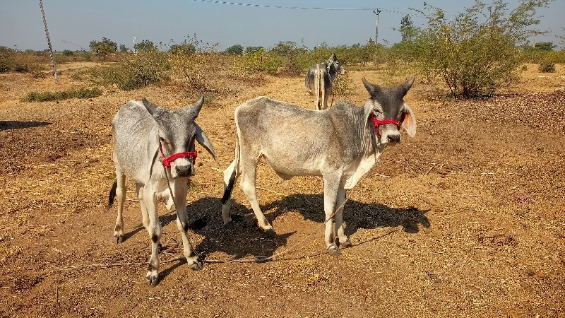 વાછડાં વેચવાના...