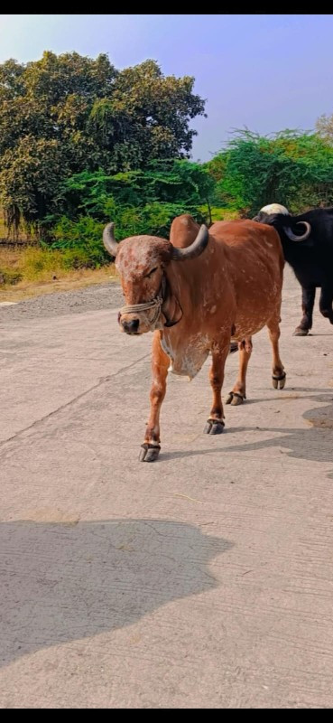 ગાય વેચવાની છે