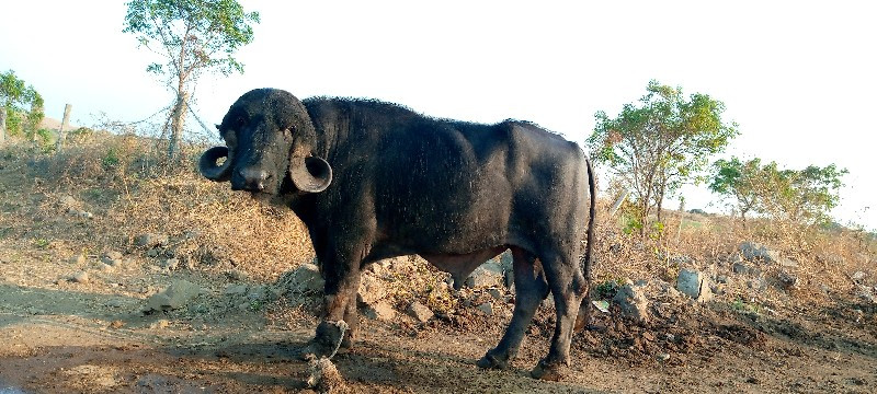 આ પાડો વેચવાનો...