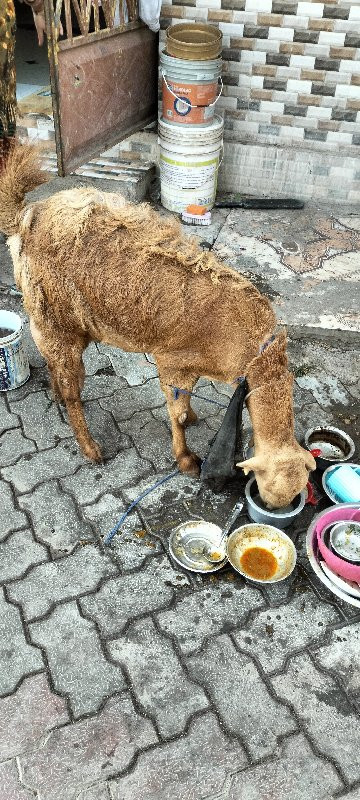 બકરી વેચવાની છે