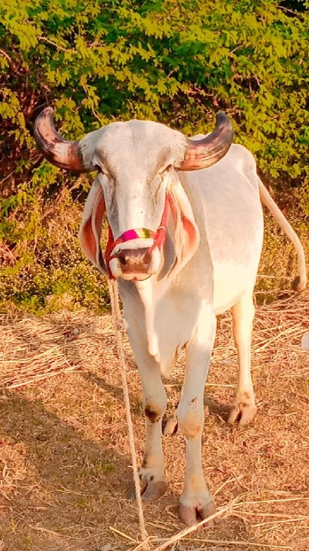 દેવીપુજક લે વેચ