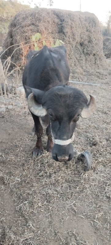 બે ખડેલા વેચવાન...