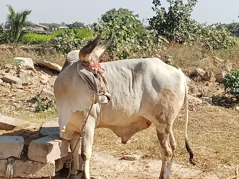 ગો ઢ લા