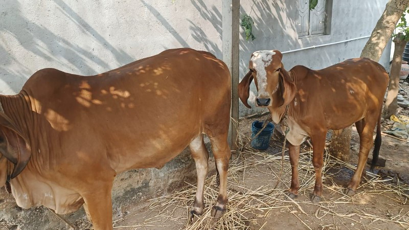 સોન કપિલા