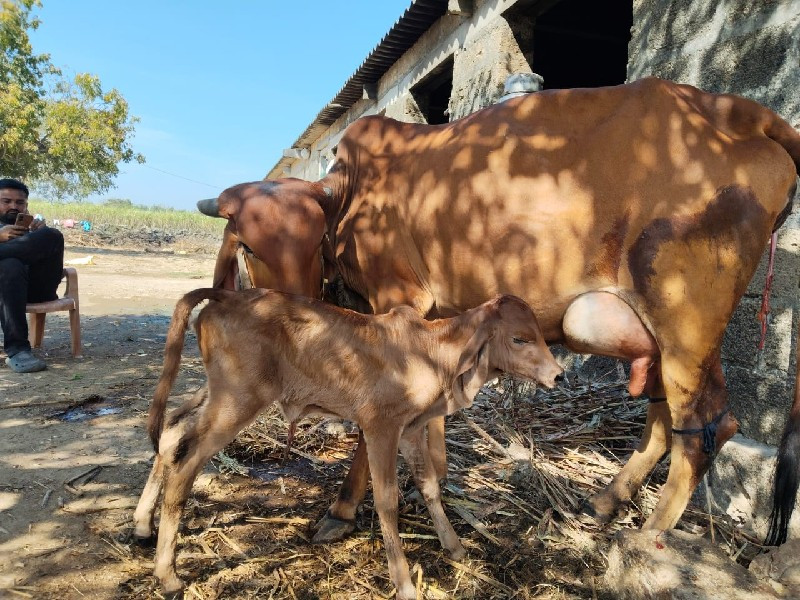 ગાય વેસવાની છે.