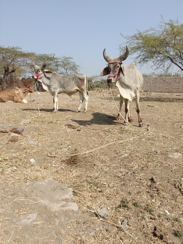 ગુંદલા ગામ