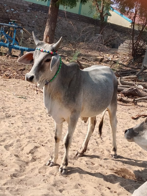 વઢીયાર વાછરડો વ...