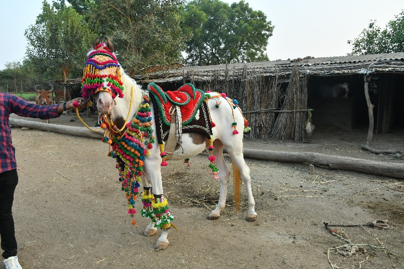 ચાલુ વરઘોડાની