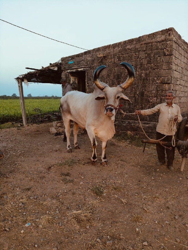 બે  બાળદ વેચવાન...