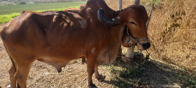 કોટડા સંગાણી રા...