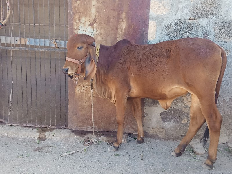 ગિર વાછડી