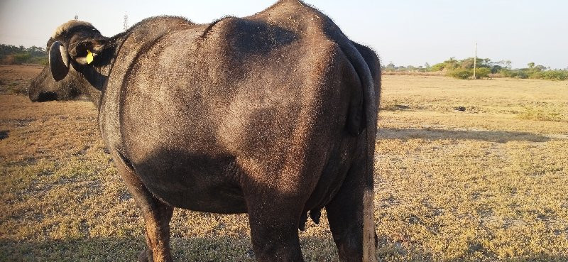 3 જુ વેતર‌ વયાસ...