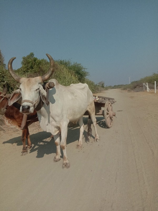 આપણા વેચવાનું છ...