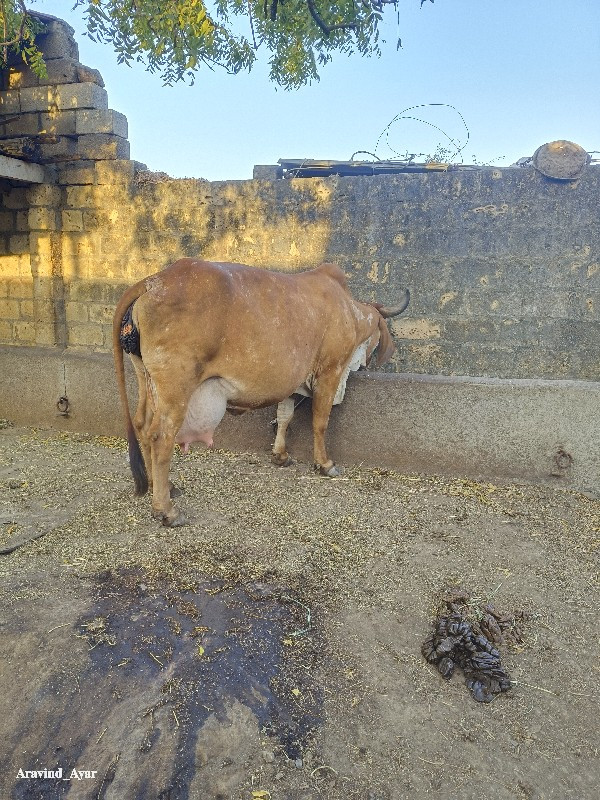 ગાય વેસવાની ‌છે