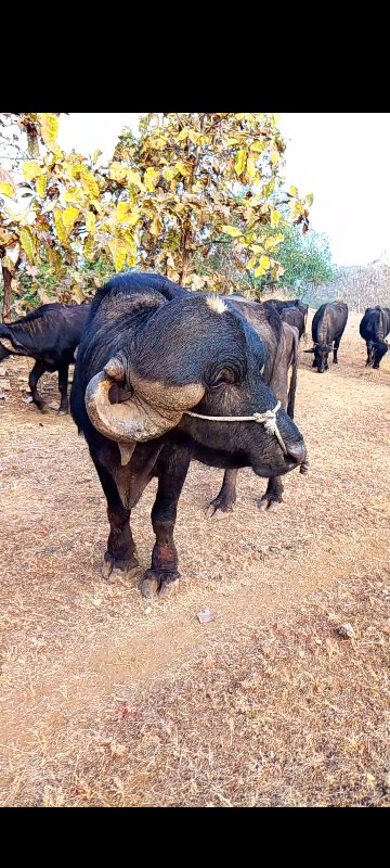 બધી જવાબદારીથી...