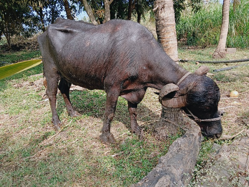 ભેંસ વેચવાની છે