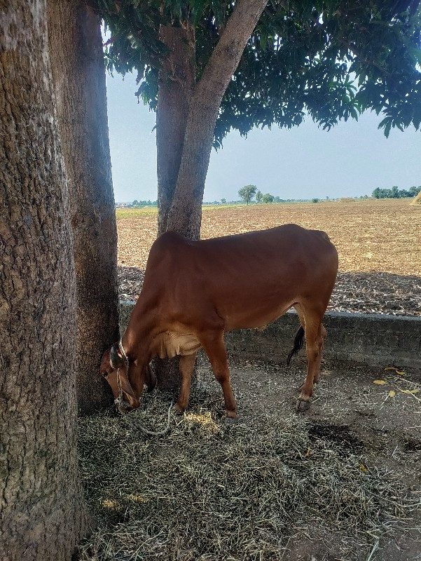 બળદ દેવાના છે