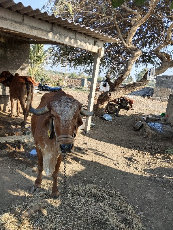 ગાય