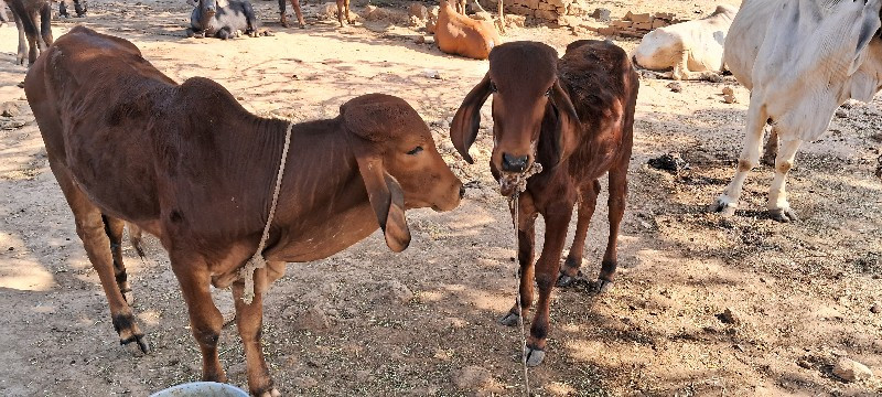 બે વાસડા દેવાના...