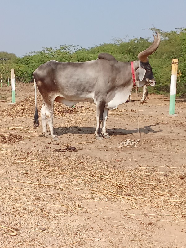 ત્રીજી દર ફુલ પ...