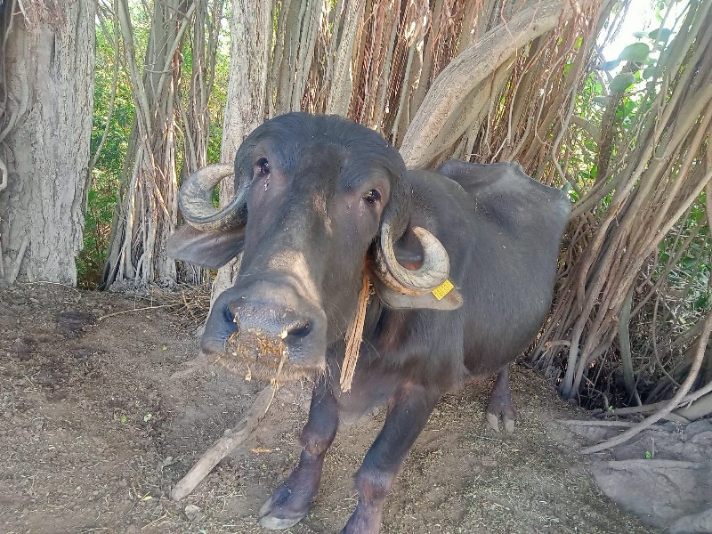 પાડી વેશવાની છે