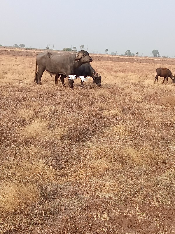 ભાવેશ આહીર