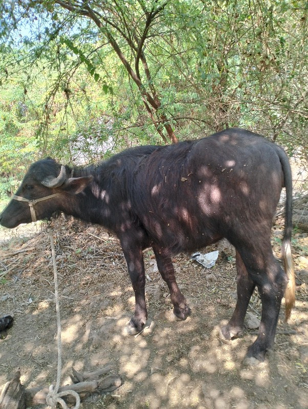 ખડલી વેચવાની છે