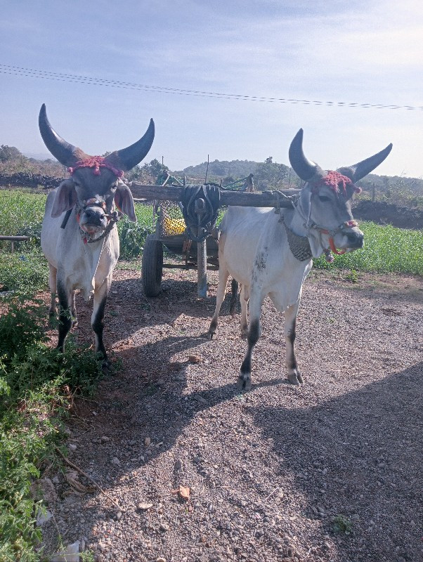 વાસળા