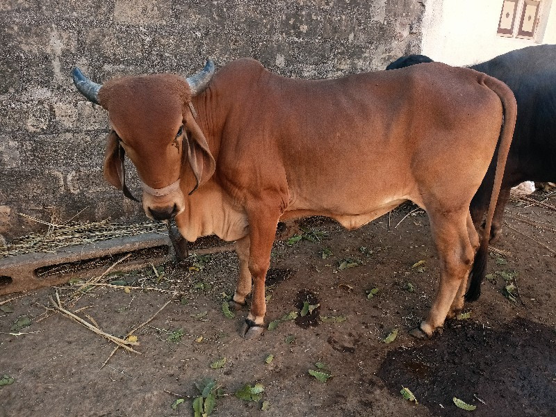 ગાય વેચવાની છે.