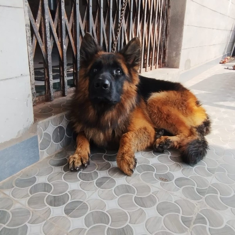 gsd male