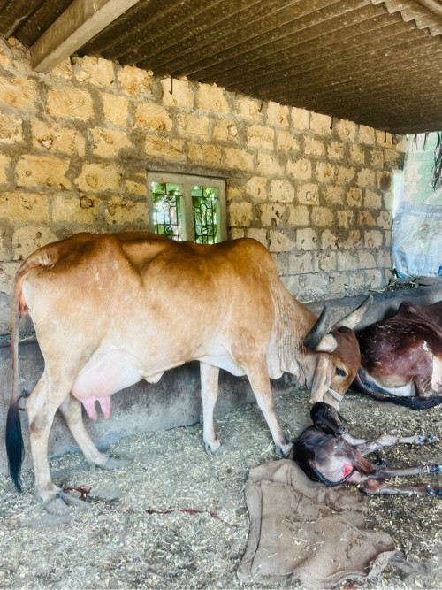 ગાય વેસવાની છે