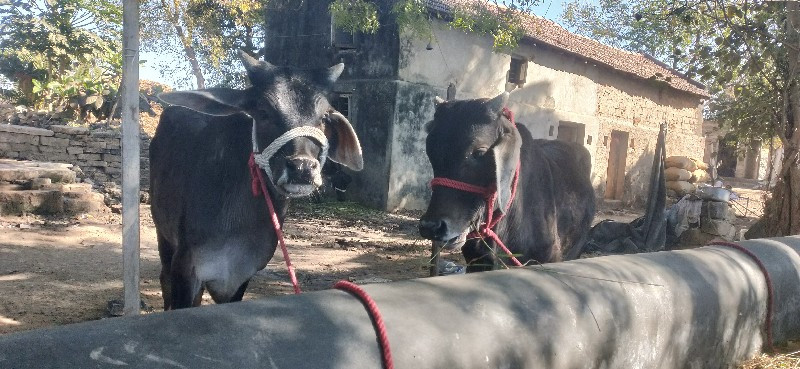 વાછરડા વેશવાના...