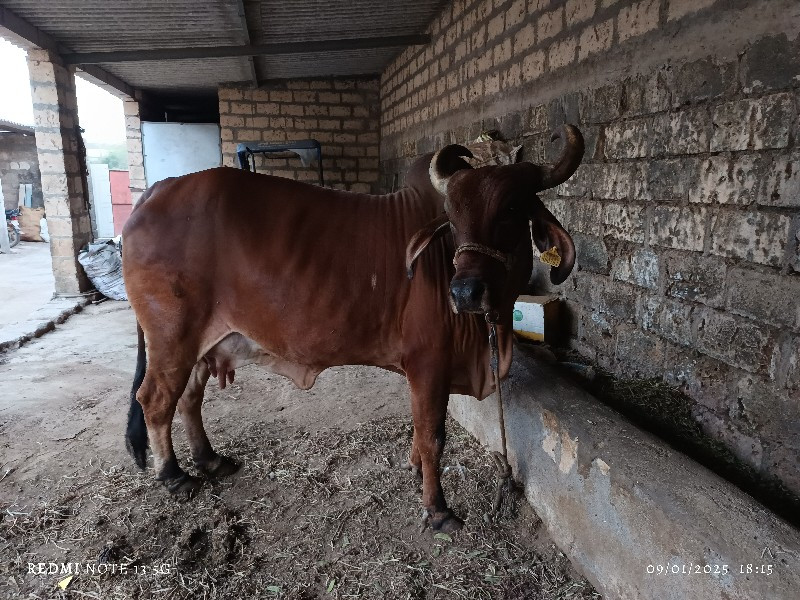 ગાય વેચવાની છે