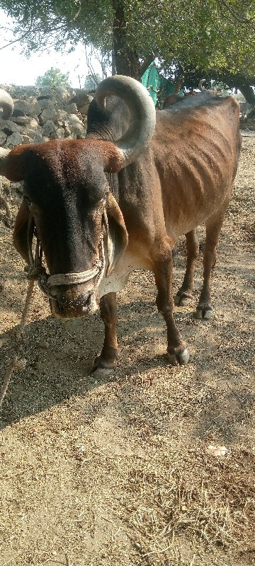 બડદ વેચવાનો છે