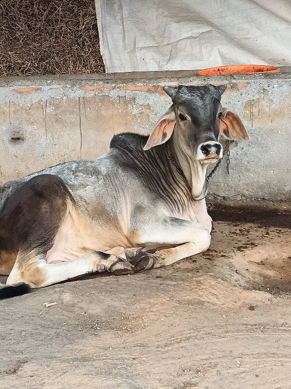 કચ્છી વાછડો વેચ...