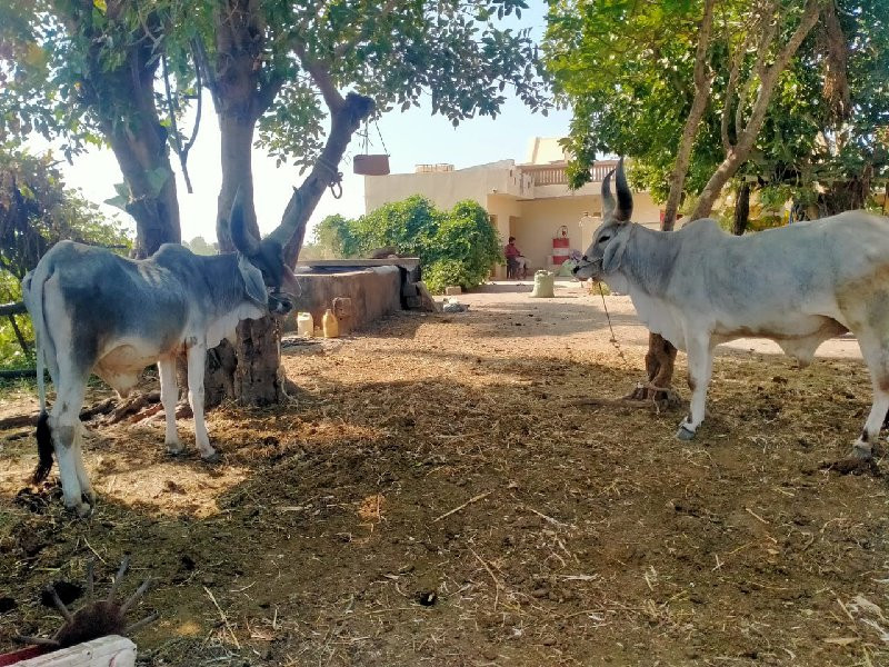 ગોધલા વેસવાના છ...