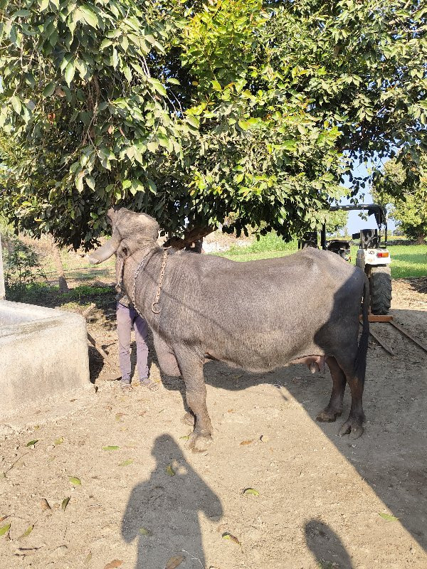 ભેંસ વેચવાની છે