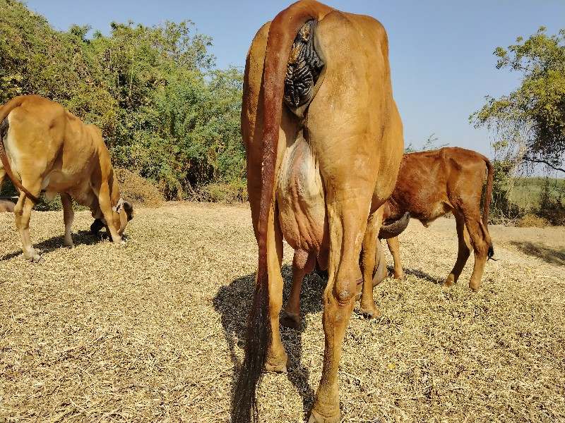 ગીર ગાય વેચવાની...