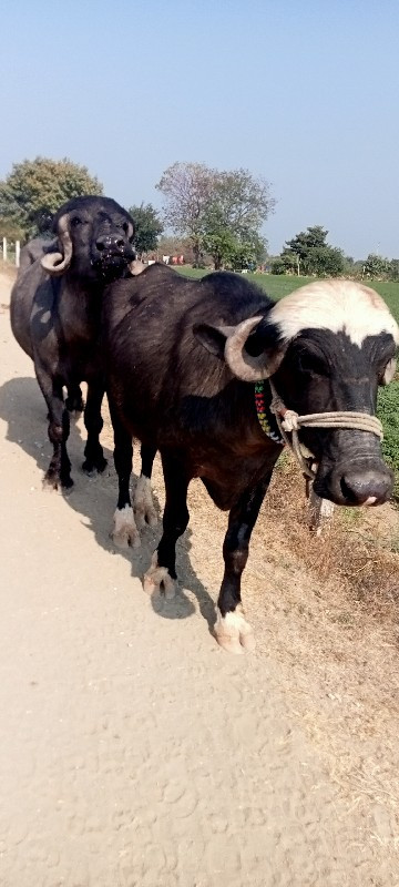 સારી વસેરી લેવા...