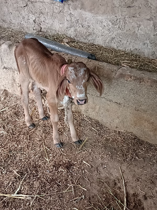 ગીર ગાઇ