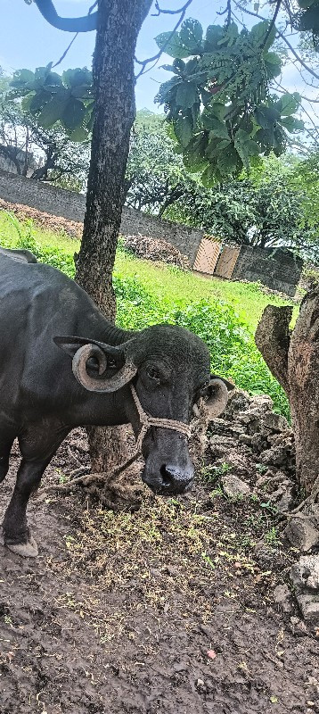 ખડેલુ પાડી