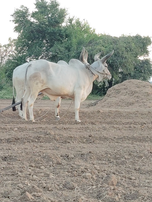 બળદ