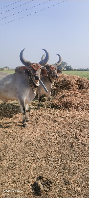 એક વાવણી વાવેલ