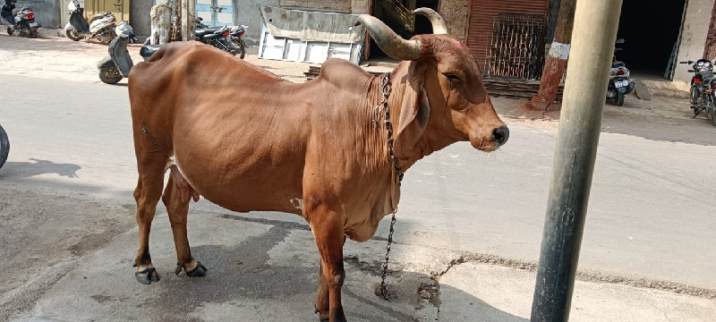 rati cow