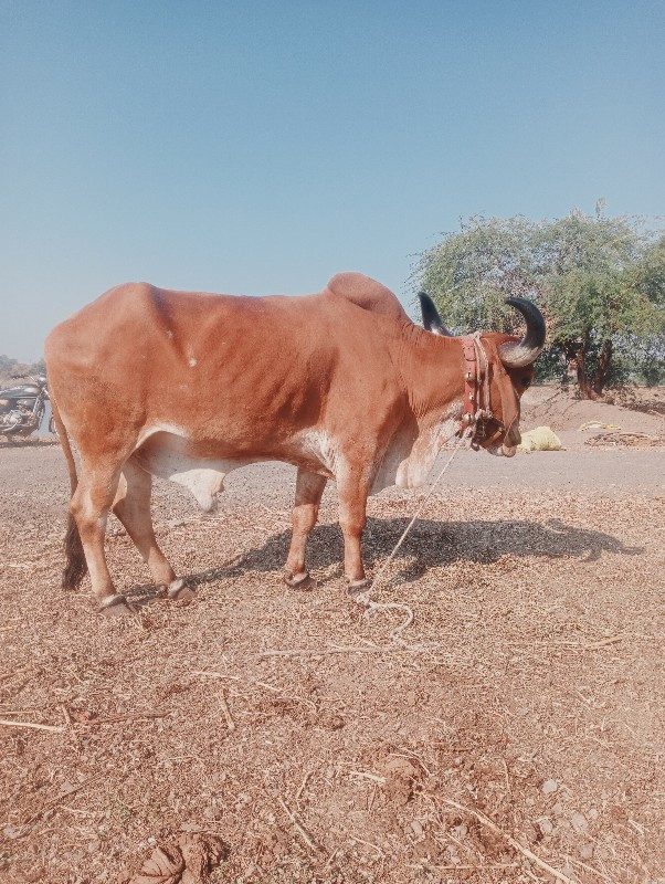 સડોદર