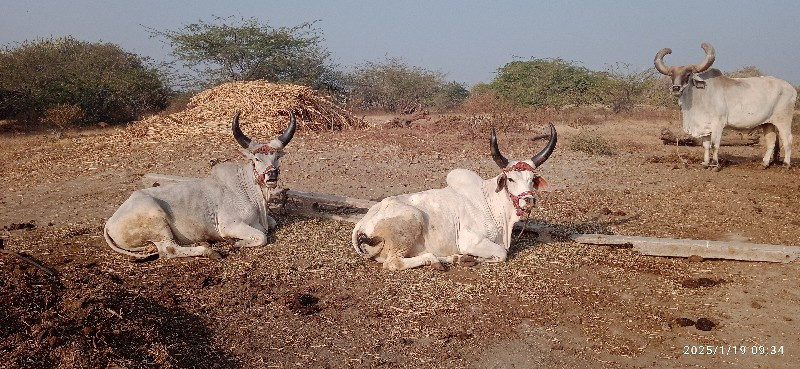 વેચવાના છે