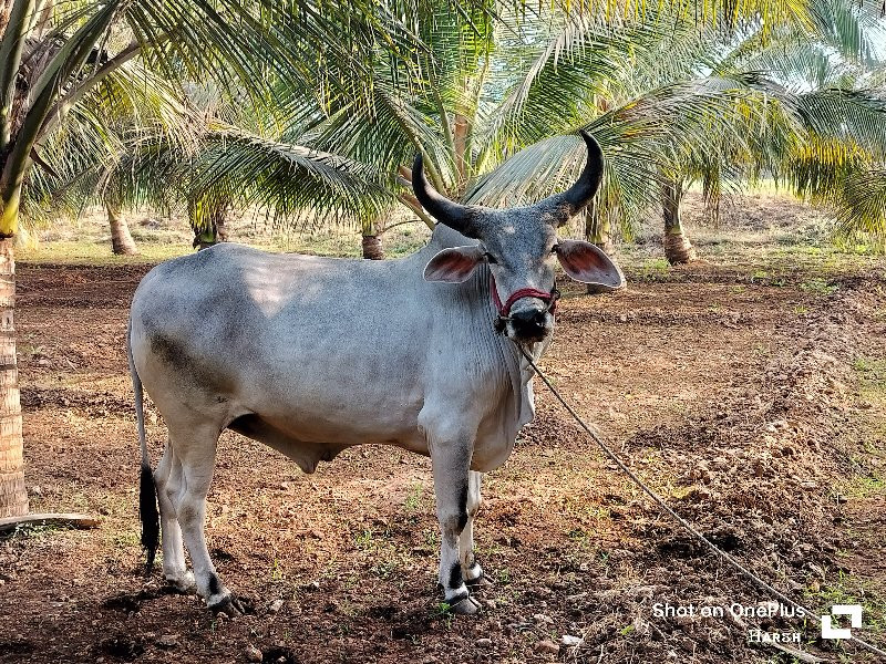 ગોઢલો